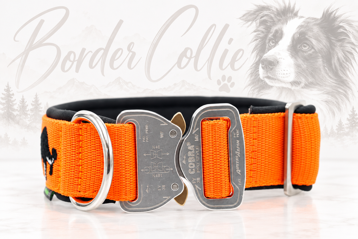 Halsband „Border Collie“ – personalisiert & individuell / Preis inkl. Stickerei & Neopren-Polsterung (Basis: 2,5 cm Gurtband / ca. 3,5 cm Gesamtbreite). Weitere Optionen können den Endpreis verändern.
