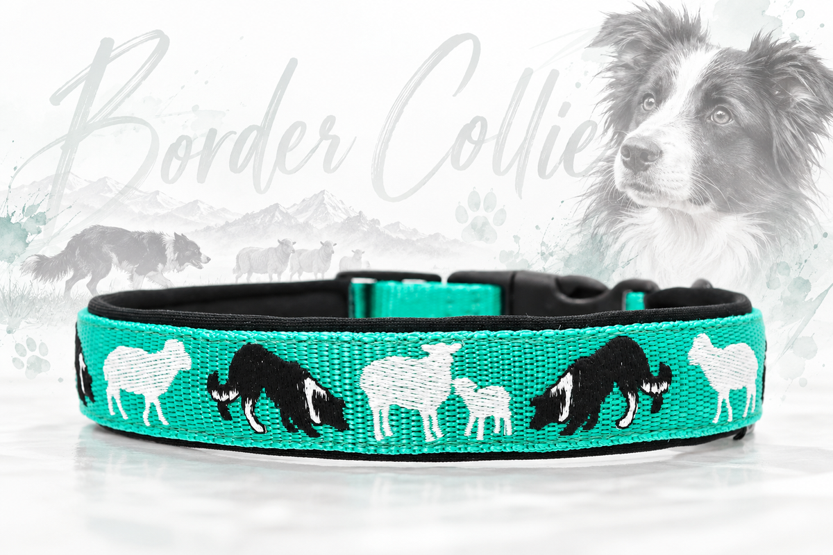 Halsband „Border Collie at work“ – personalisiert & individuell / Preis inkl. Stickerei & Neopren-Polsterung (Basis: 2,5 cm Gurtband / ca. 3,5 cm Gesamtbreite). Weitere Optionen können den Endpreis verändern.