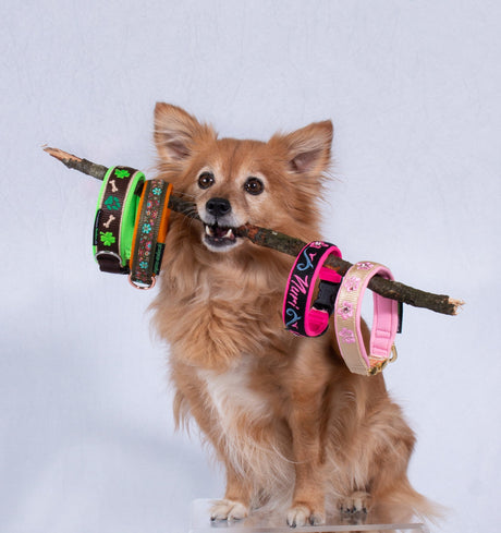 Hunde