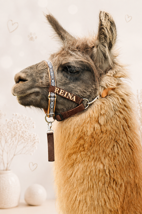 Lamas & Alpakas